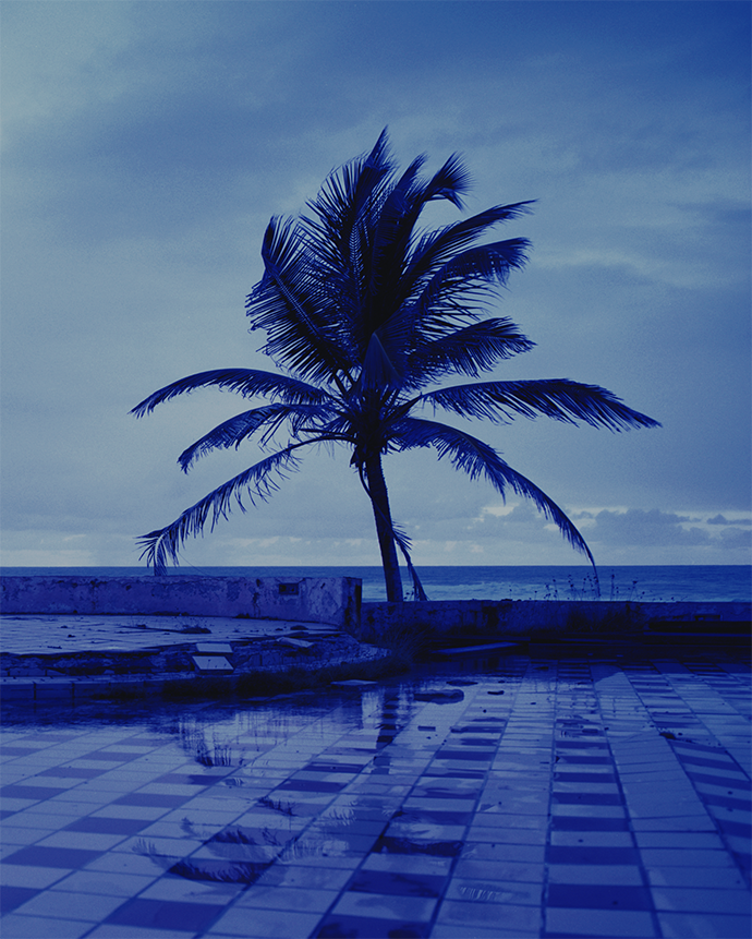 Unfair - Palm tree, 2020