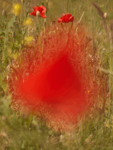 Unfair - Lonneke-vanderpalen_flowerexplosion#2