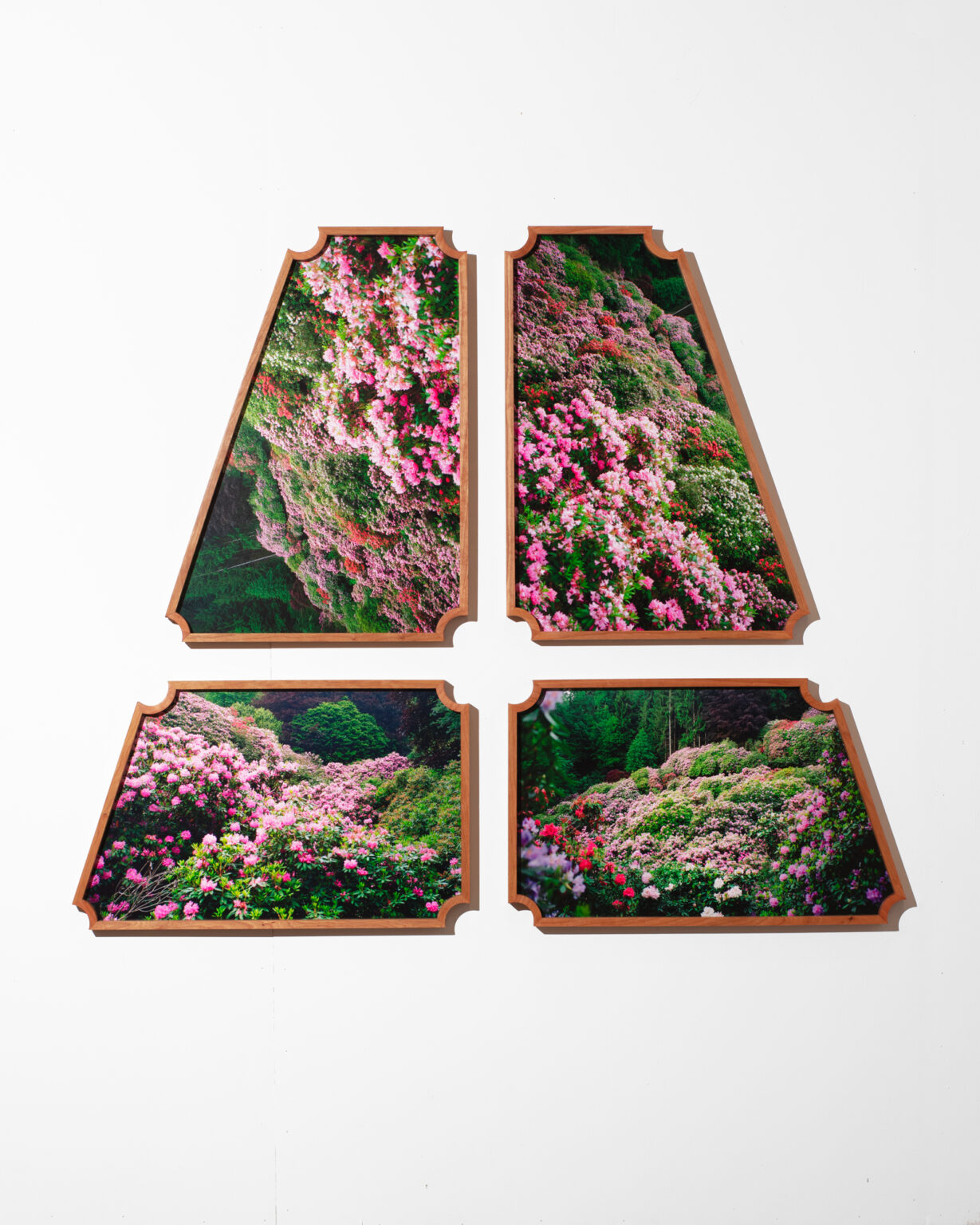Unfair - Lou-lou van staaveren_rhododendron in chenonceau, 2023